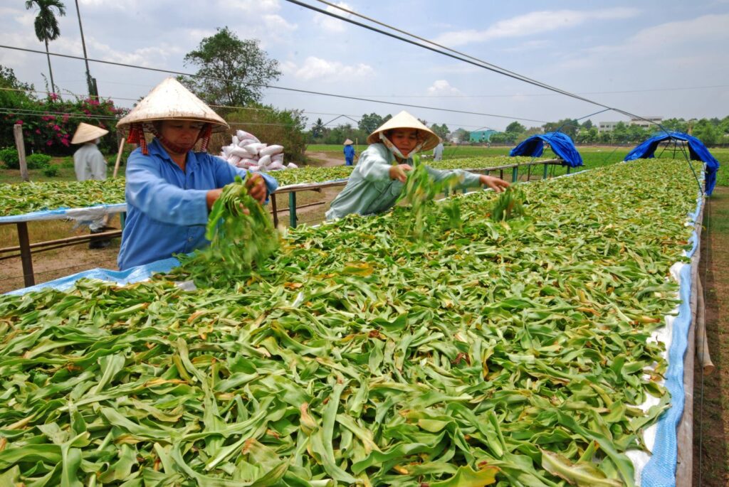 vùng trồng thảo dược
